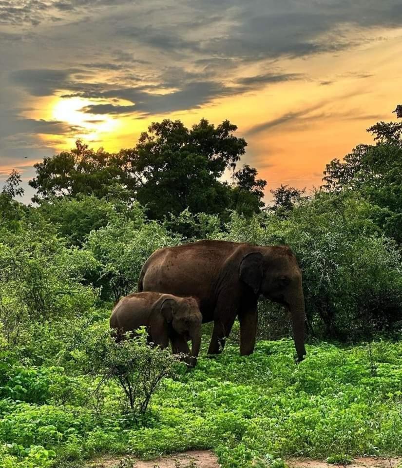 Udawalawe Wildlife & Nature Protection Bungalow 外观 照片